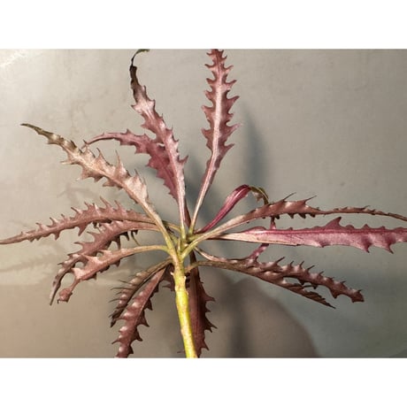 Labisia sp. from Jambi Sumatera