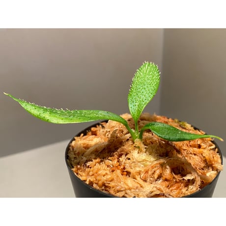 Homalomena hasei "狐尾" from Aceh sumatera [LA0616-04]