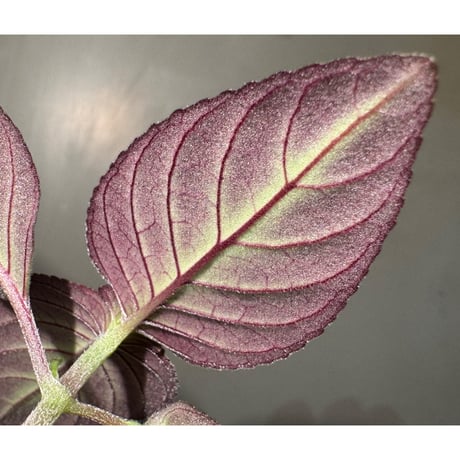 Gesneriaceae gen. from Kalimantan Barat