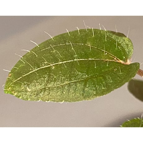 Phyllagathis sp. from Cao Bang Viet Nam [R1217-02]