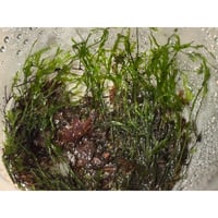 【AZ便】ブセファランドラ sp.Capek-Black fit=scale-down,w=1200