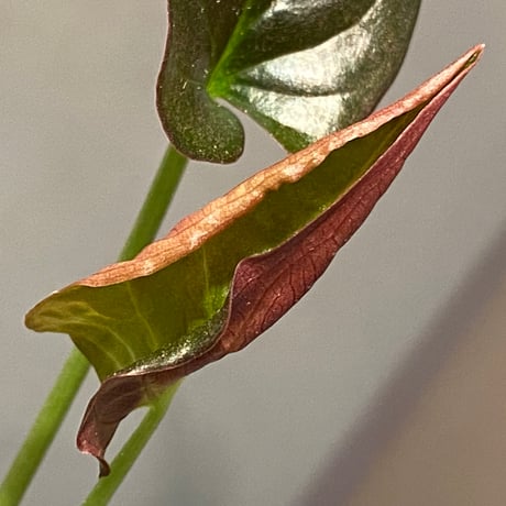 Syngonium sp. from Choco Colombia [tanakay]