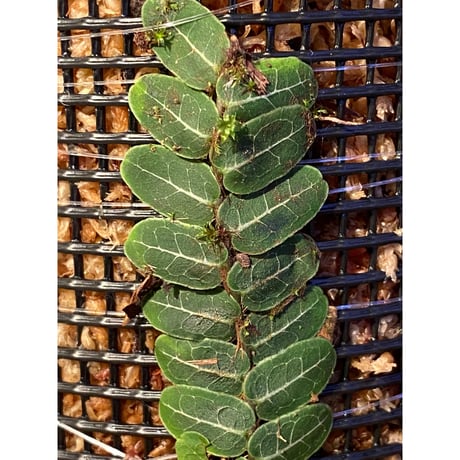 Marcgravia umbellata