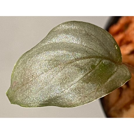 Homalomena sp. "Silver Bullet" from Pulau Lingga [AZ0917-1]