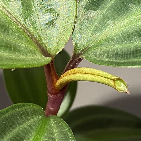Geogenanthus undatus from Tarapoto Peru [tanakay]
