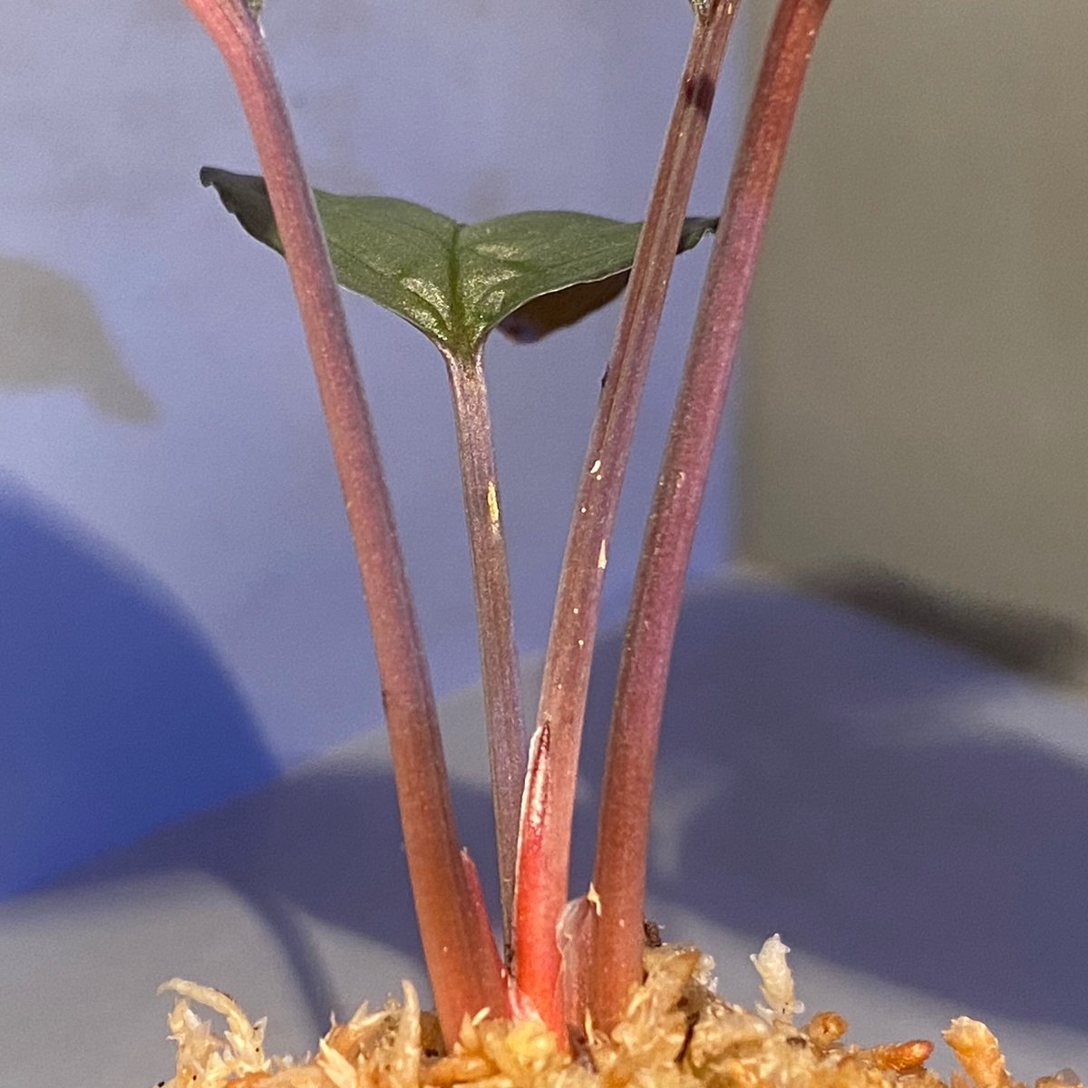 ホマロメナ8株　レッドリーフ　シルバーリーフ Homalomena sp. 