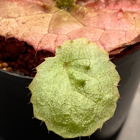 Begonia susaniae