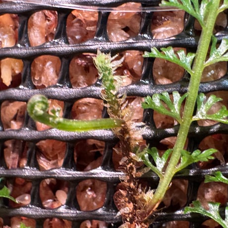 Lindsaea repens from Landak West Kalimantan