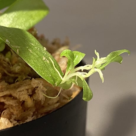 Schismatoglottis sp. "初霜錦" from Murung raya [LA0515-05]