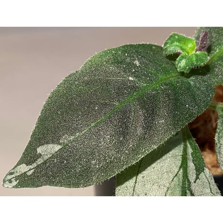 Gymnostachyum sp. from Tigalingga [HW0219-02]