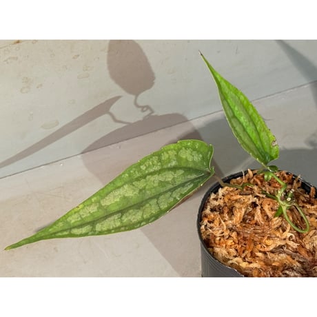 Cissus sp. "Padang" Sumatra barat [TB]