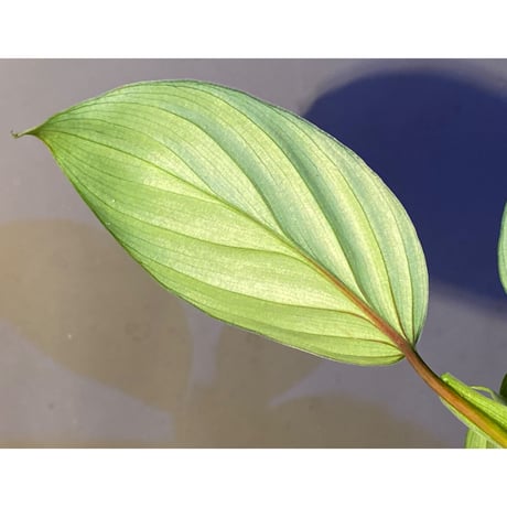 Philodendron sp. from Iquitos Peru [tanakay]