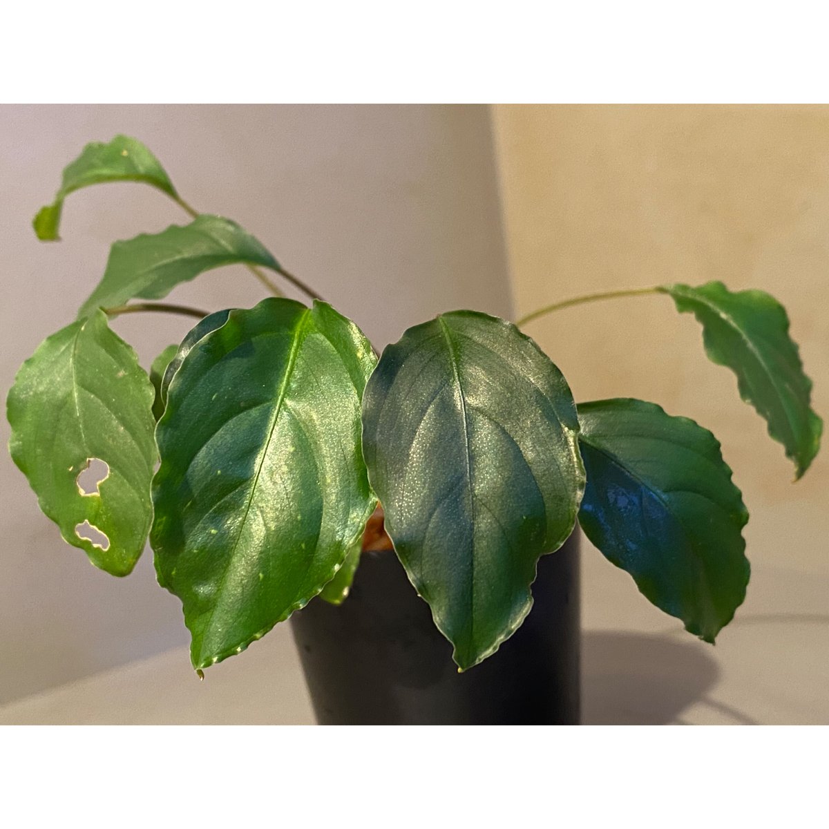 Bidayuha Crassispatha Kalimantan Barat中株 Piptospatha sp. from 