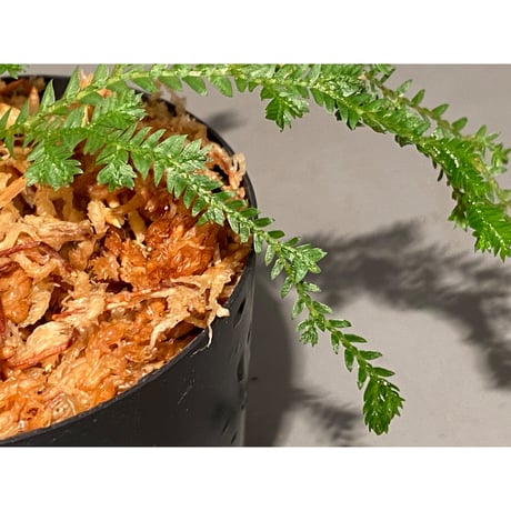 Selaginella sp. from Iquitos Peru [tanakay]