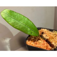 Selliguea sp. from Central Papua