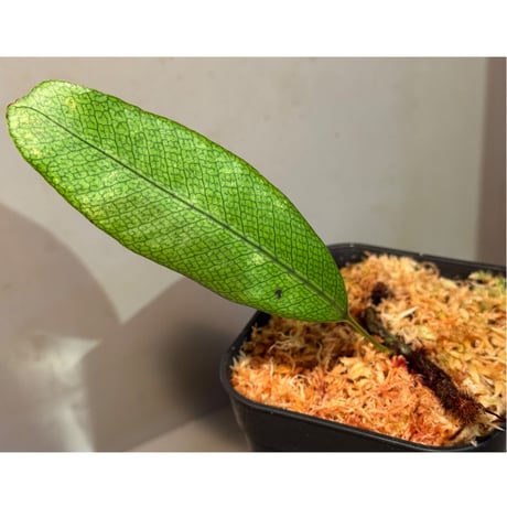 Selliguea sp. from Central Papua