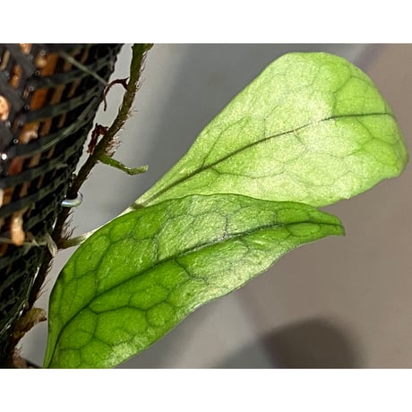 Microsorum sp. "Timika" Papua [TB]