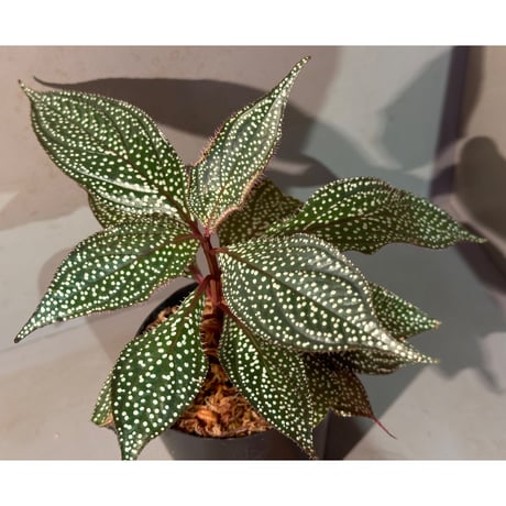 Sonerila sp. mamei