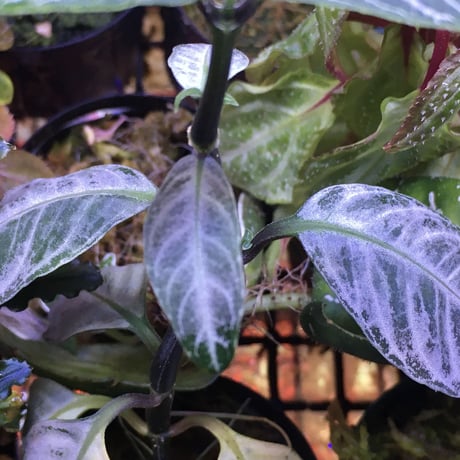 Acanthaceae gen. from Selangor alt 400 [TK050315]
