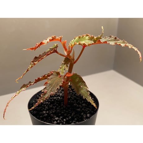 Begonia gracilicyma from Sumatera Barat [TB]