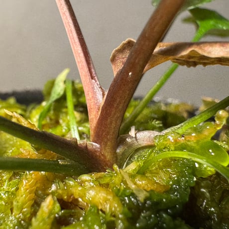 Cryptocoryne nurii "Lga-1" Pulau Lingga [HW0622-06]