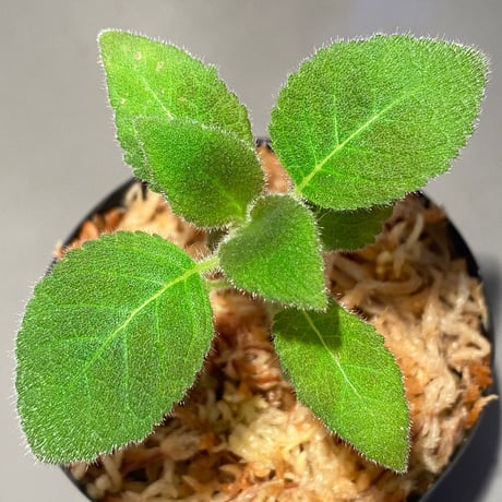 Kohleria inaequalis from Ecuador
