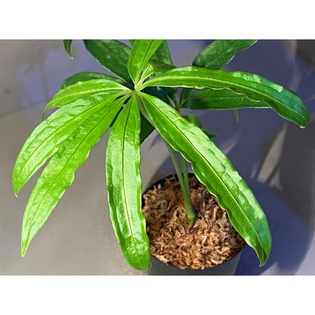 Anthurium polyschistum from Napo Ecuador [tanakay]