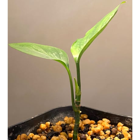 Aglaonema nebulosum from Kuala Rompin [TK220916-2]