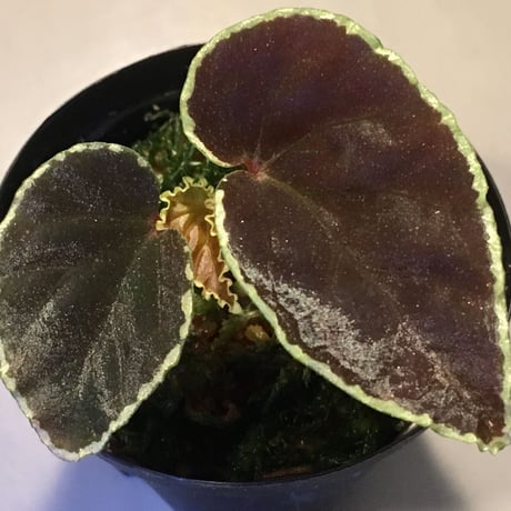 Begonia darthvaderiana from Pulau Kalimantan