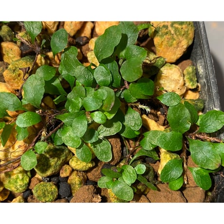 Microgramma heterophylla