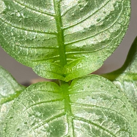 Ophiorrhiza sp. from Selangor [TK]