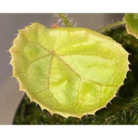Begonia susaniae