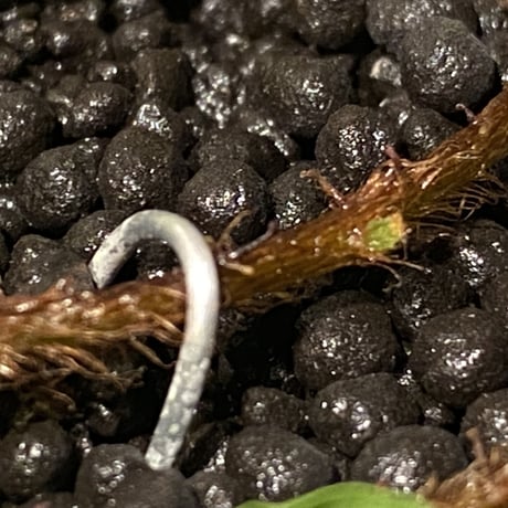 Microgramma lycopodioides from Costa Rica 伊藤蟻植物農園