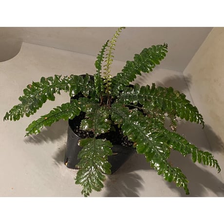 (大株) Cephalomanes sp. from Trat Thailand ②