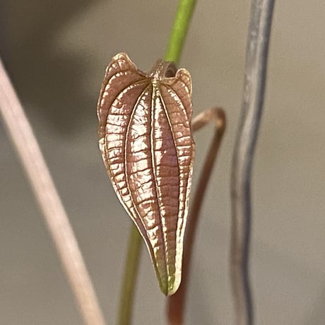 Dioscorea dodecaneura (discolor) from Ecuador