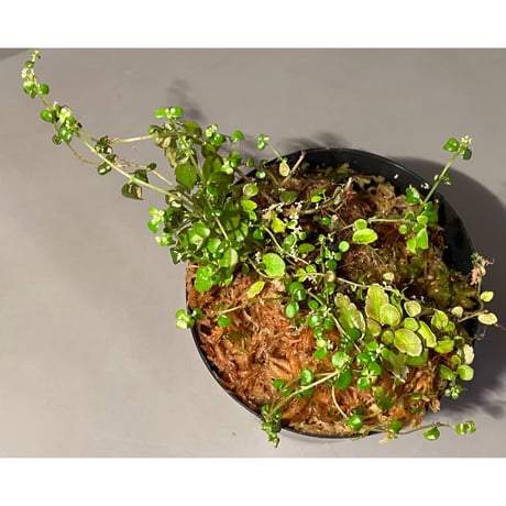Pilea sp. from Iquitos Peru [tanakay]