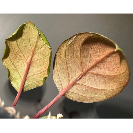 Homalomena terajaensis "Labi" Brown Brunei [TB]