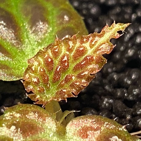 Begonia dracopelta from Borneo