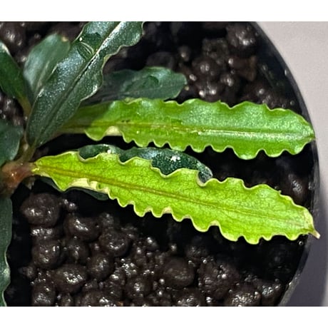 (２芽立ち) Bucephalandra sp. "MEDUSA"