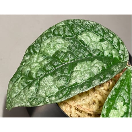 Elatostema sp. (Sri Lanka?)