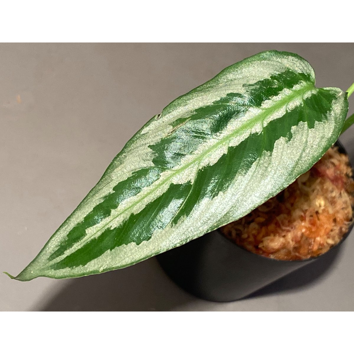 Schismatoglottis sp. from Chaina [カミハタ] | M・R・G・R