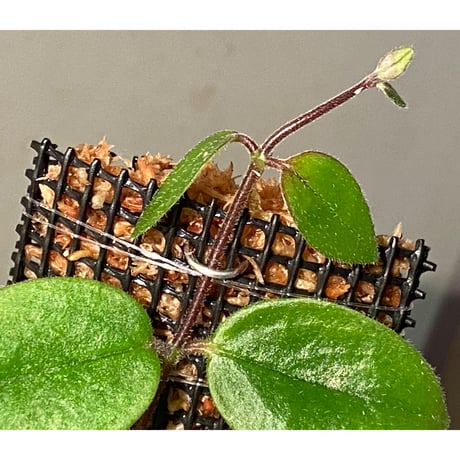 Aeschynanthus sp. from South Sulawesi [STRINGE PLANTS]