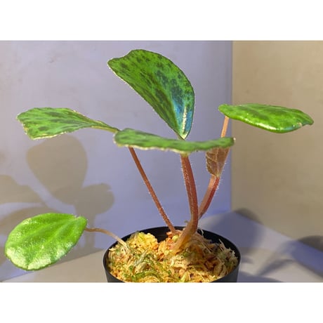 Begonia blancii