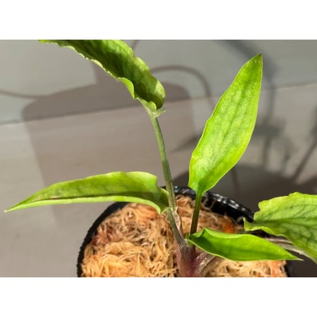 Cryptocoryne joshanii from Basilan island philippines [LA]