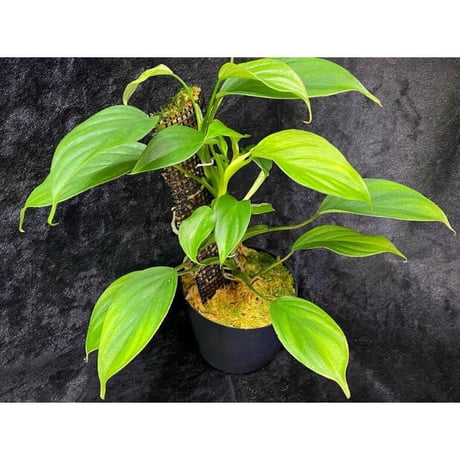 Philodendron sp. from Iquitos Peru [tanakay]