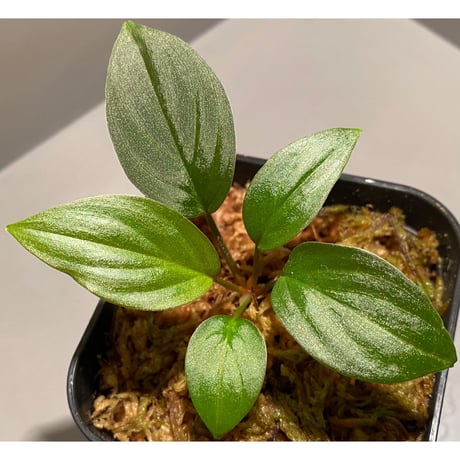 Homalomena sp. from West Kalimantan