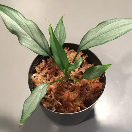 Homalomena sp. "White leaf" from Pendang Kal tengah [TB]