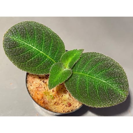 Cyrtandra splendens [LA0515-02]