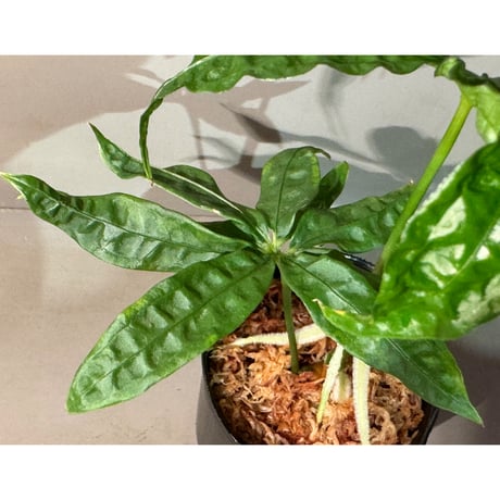Anthurium polyschistum from Napo Ecuador [tanakay]