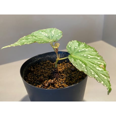 Begonia sp. from Aceh sumatera [LA1115-01T]